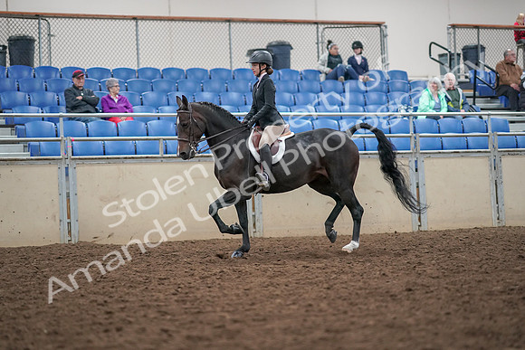 2019 Morgan Horse Show - Aug 30, 2019 - 20385