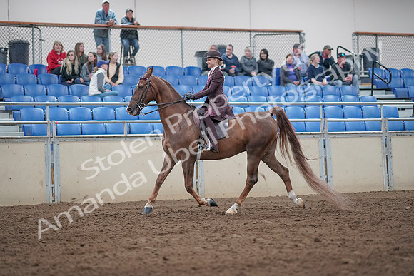 2019 Morgan Horse Show - Aug 31, 2019 - 20399