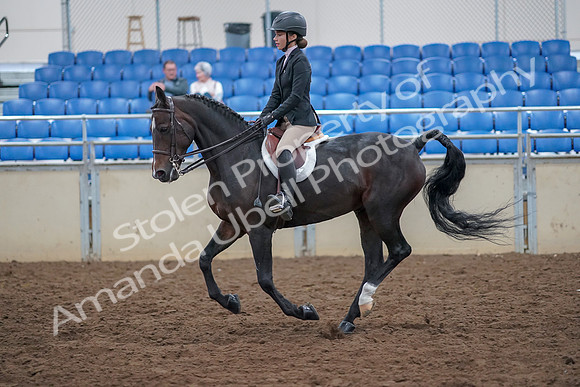 2019 Morgan Horse Show - Aug 30, 2019 - 20554
