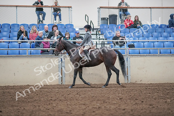 2019 Morgan Horse Show - Aug 31, 2019 - 19456