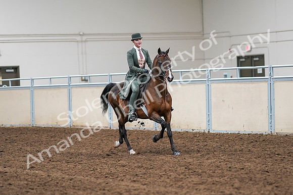 2020 - AB Morgan Horse - Fri, Sept 04 - 03402