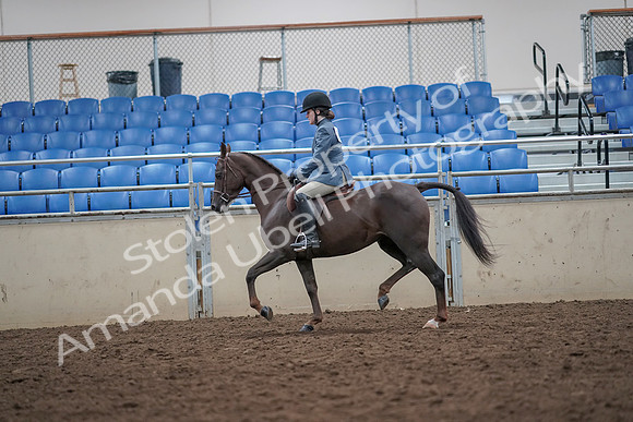 2019 Morgan Horse Show - Aug 31, 2019 - 16632