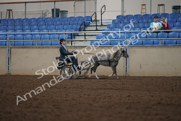 2019 Morgan Horse Show - Aug 31, 2019 - 04515