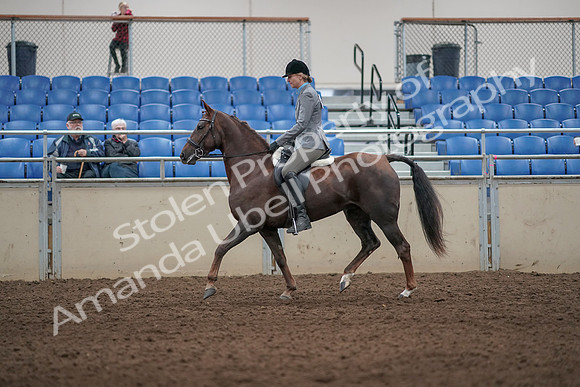 2019 Morgan Horse Show - Aug 31, 2019 - 07150