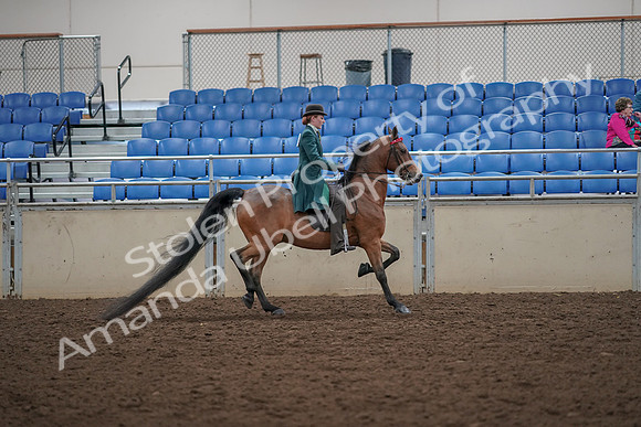 2019 Morgan Horse Show - Aug 30, 2019 - 28136