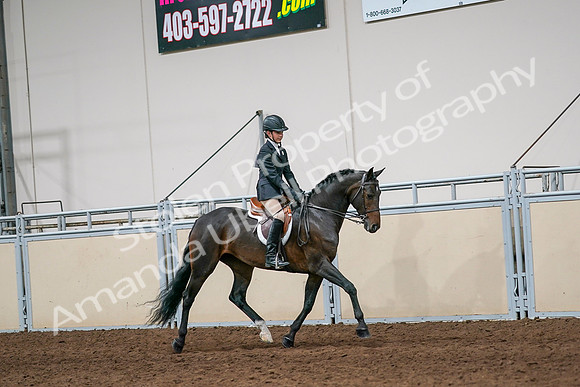 2020 - AB Morgan Horse - Sun, Sept 06 - 08069