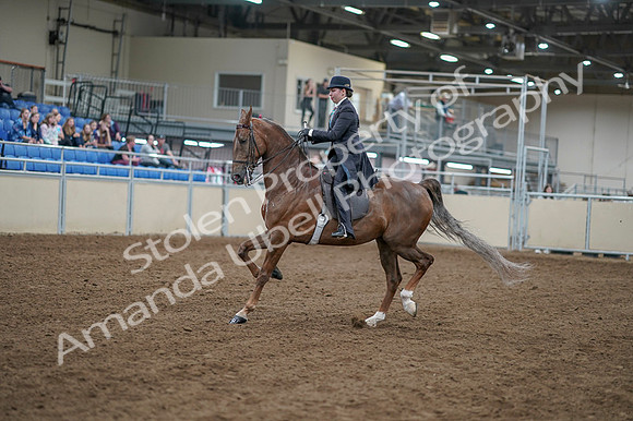 2020 - AB Morgan Horse - Fri, Sept 04 - 11280