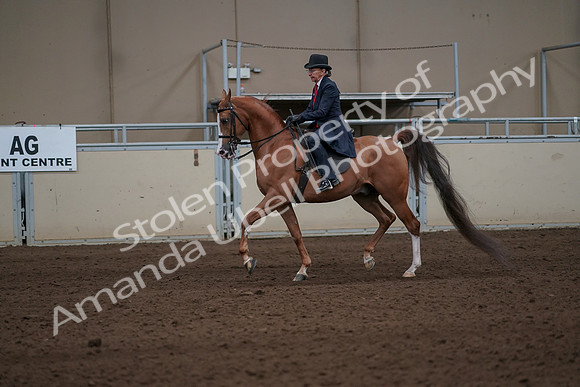 2019 Morgan Horse Show - Sept 01, 2019 - 11912