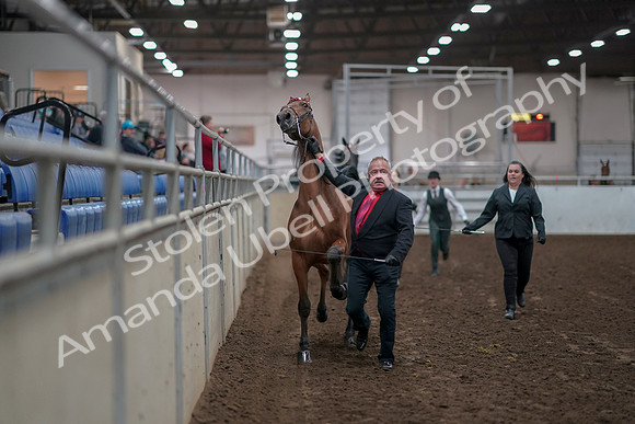 2019 Morgan Horse Show - Aug 31, 2019 - 00867