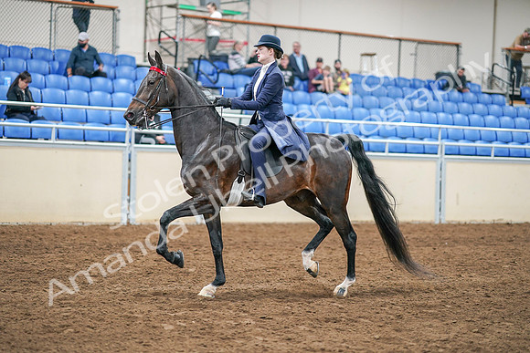 2020 - AB Morgan Horse - Sat, Sept 05 - 02617