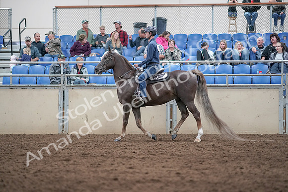 2019 Morgan Horse Show - Aug 31, 2019 - 21398