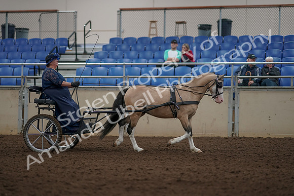 2019 Morgan Horse Show - Aug 31, 2019 - 04442