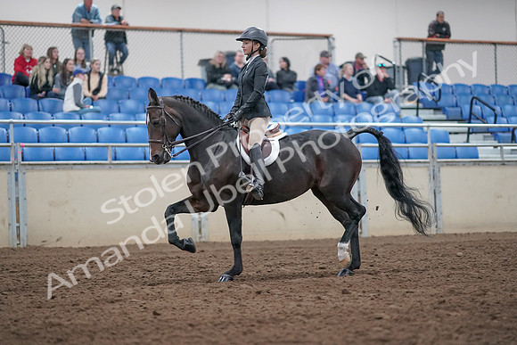 2019 Morgan Horse Show - Aug 31, 2019 - 20523