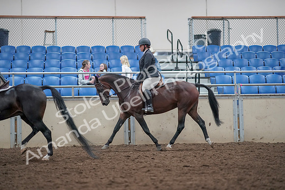 2019 Morgan Horse Show - Aug 31, 2019 - 14992