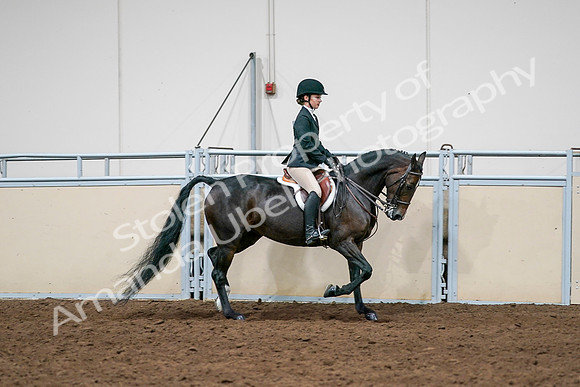 2020 - AB Morgan Horse - Sat, Sept 05 - 14588