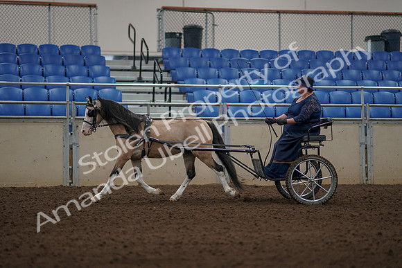 2019 Morgan Horse Show - Aug 31, 2019 - 04348