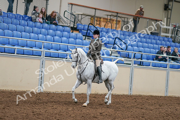 2020 - AB Morgan Horse - Sat, Sept 05 - 14424