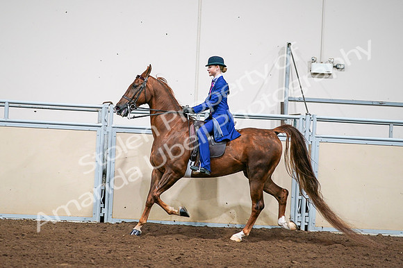 2020 - AB Morgan Horse - Fri, Sept 04 - 04986