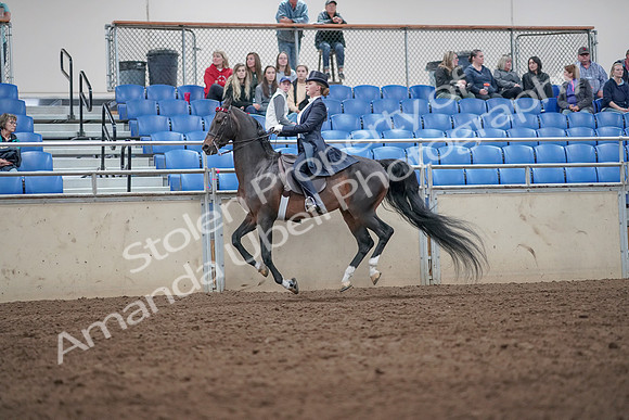2019 Morgan Horse Show - Aug 31, 2019 - 20675