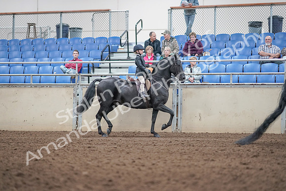 2019 Morgan Horse Show - Aug 31, 2019 - 19632