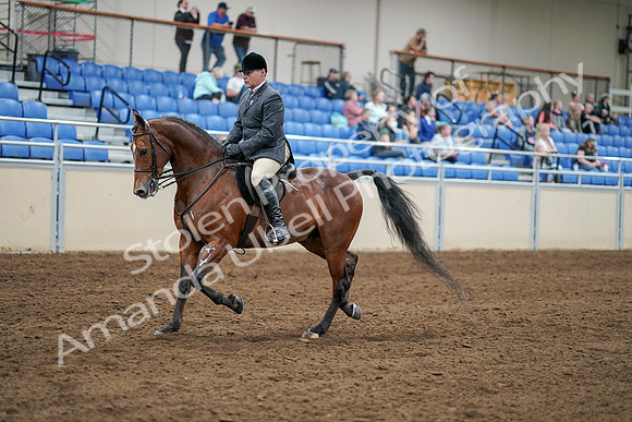 2020 - AB Morgan Horse - Sat, Sept 05 - 06870