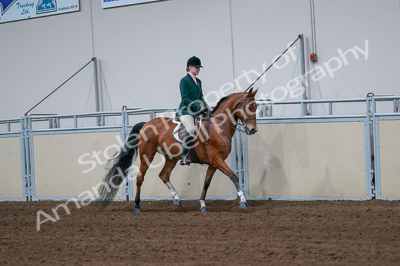 2020 - AB Morgan Horse - Fri, Sept 04 - 01852