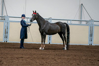 2020 - AB Morgan Horse - Fri, Sept 04 - 00684