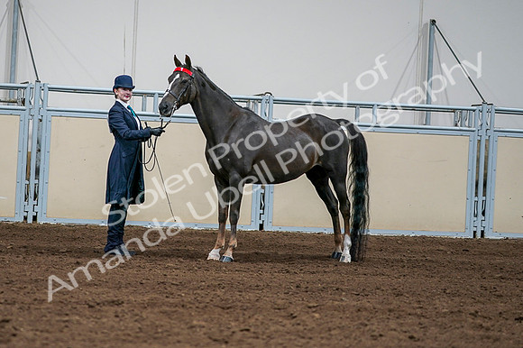 2020 - AB Morgan Horse - Fri, Sept 04 - 00684