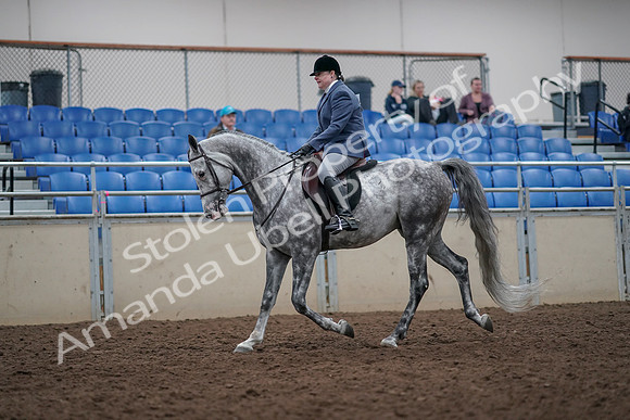 2019 Morgan Horse Show - Aug 31, 2019 - 14883