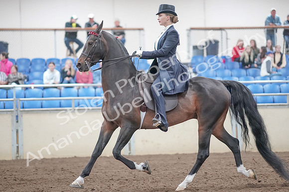 2019 Morgan Horse Show - Aug 31, 2019 - 20468