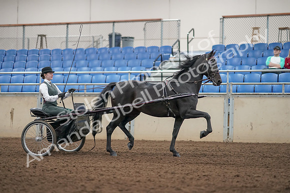 2019 Morgan Horse Show - Aug 31, 2019 - 04722