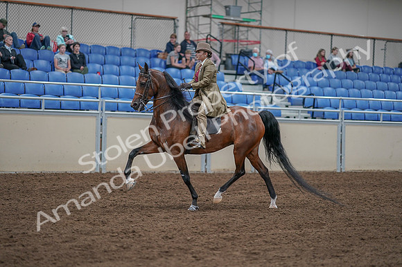 2020 - AB Morgan Horse - Fri, Sept 04 - 11168