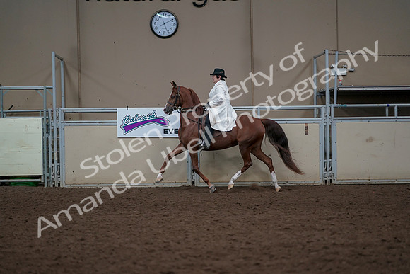 2019 Morgan Horse Show - Aug 31, 2019 - 17878