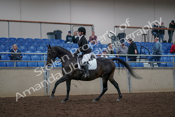 2019 Morgan Horse Show - Aug 31, 2019 - 16657