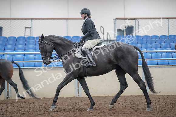 2019 Morgan Horse Show - Aug 31, 2019 - 14808