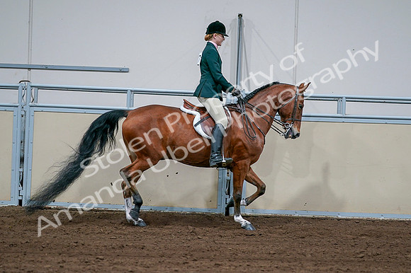 2020 - AB Morgan Horse - Fri, Sept 04 - 01752