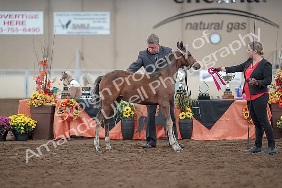 2019 Morgan Horse Show - Aug 31, 2019 - 00486