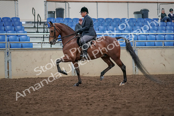 2019 Morgan Horse Show - Aug 30, 2019 - 19891