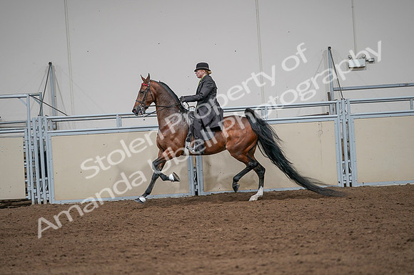 2020 - AB Morgan Horse - Fri, Sept 04 - 09660