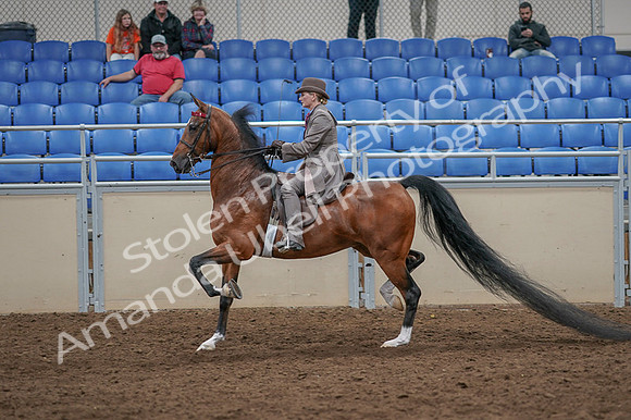 2020 - AB Morgan Horse - Fri, Sept 04 - 11393