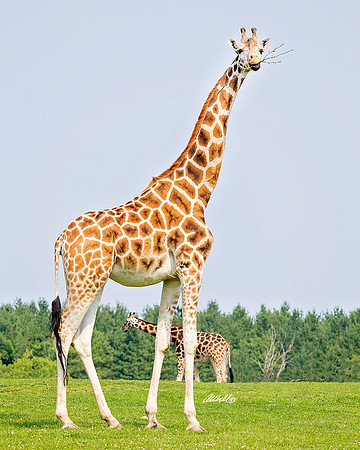 Zoo - 029