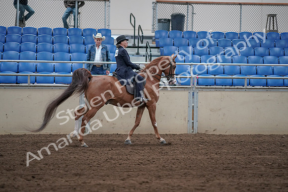 2019 Morgan Horse Show - Sept 01, 2019 - 12038