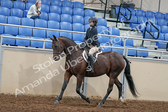 2020 - AB Morgan Horse - Sat, Sept 05 - 14408
