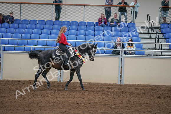 2020 - AB Morgan Horse - Sat, Sept 05 - 10538