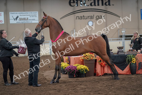 2019 Morgan Horse Show - Aug 31, 2019 - 00940