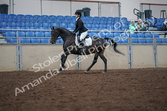 2019 Morgan Horse Show - Aug 30, 2019 - 18432