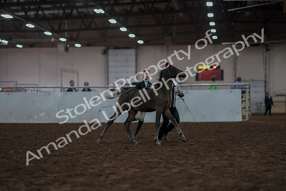 2019 Morgan Horse Show - Aug 31, 2019 - 03557
