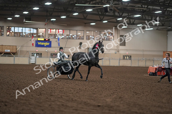 2019 Morgan Horse Show - Aug 31, 2019 - 04790