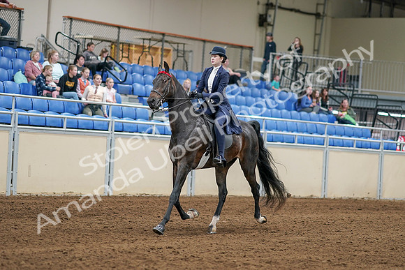 2020 - AB Morgan Horse - Sat, Sept 05 - 06259