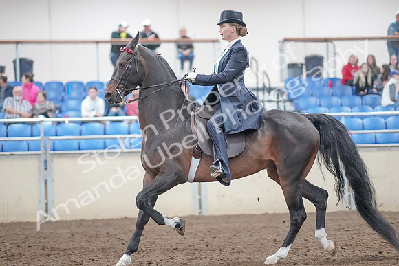 2019 Morgan Horse Show - Aug 31, 2019 - 20469